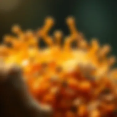 Magnificent Exploring Sources of Prebiotics: An In-Depth Analysis