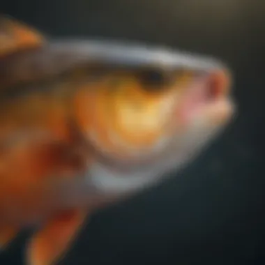 Magnificent Omega-3 Fatty Acids in Fish: A Comprehensive Exploration Magnificent Omega-3 Fatty Acids in Fish: A Comprehensive Exploration