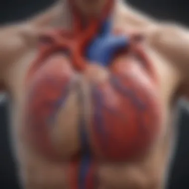 Cardiovascular System Overview Detailed diagram of the cardiovascular system