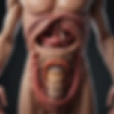 Digestive System Breakdown Visual representation of the digestive system