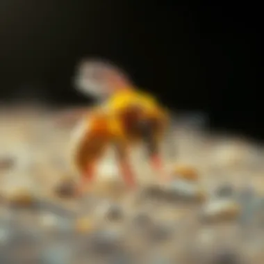 Visual representation of physiological reactions to bee venom