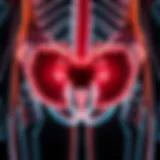 Illustration depicting the anatomy of the bladder