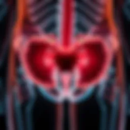 Illustration depicting the anatomy of the bladder