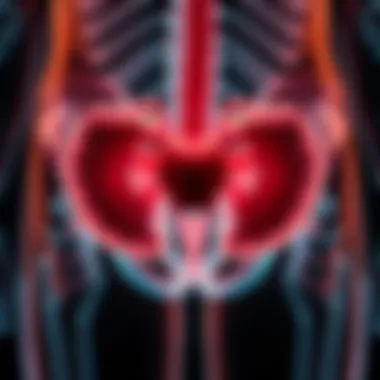Understanding Bladder Anatomy Illustration depicting the anatomy of the bladder