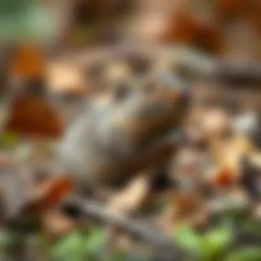 Notable Catching Voles: Strategies and Considerations
