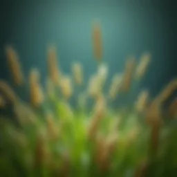 Cheyenne 2 Bermuda Grass: An In-Depth Analysis Introduction