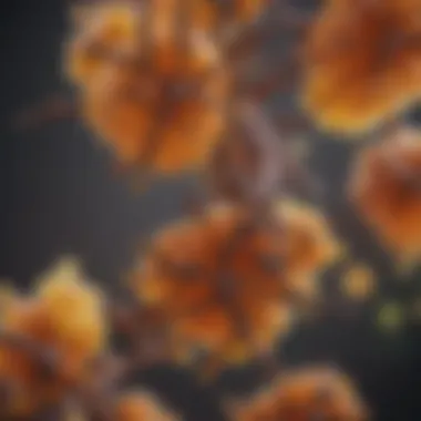 Biochemical Components of Copaiba Touch Biochemical components of Copaiba Touch