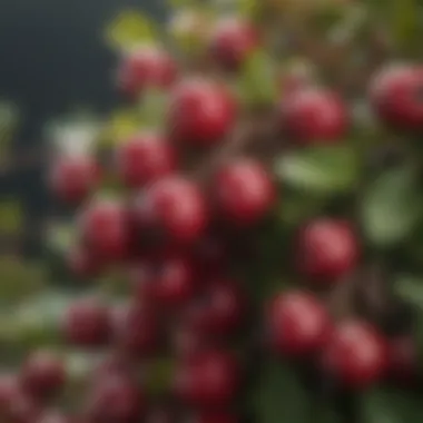 A close-up of cranberry plant highlighting its berries