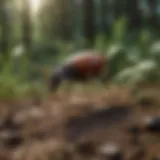 Life stages of the deer tick