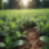 A lush field of peppermint plants thriving under sunlight