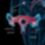 Detailed diagram of the vaginal ring mechanism