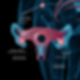 Detailed diagram of the vaginal ring mechanism