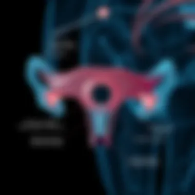 Detailed diagram of the vaginal ring mechanism