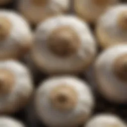 A close-up of garlic bulbs showcasing their texture