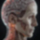 MRI scan highlighting brain structures