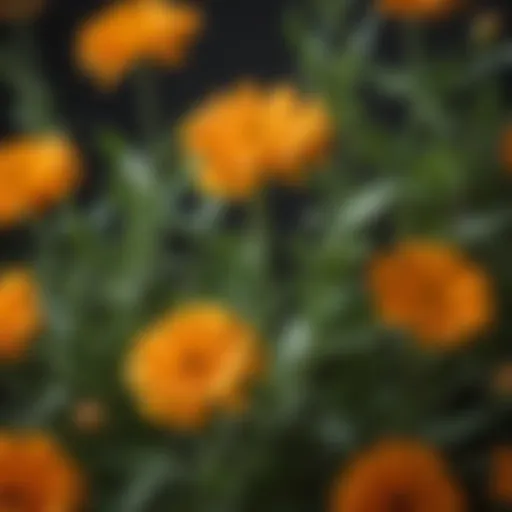 A close-up of vibrant calendula flowers in full bloom.