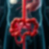 Illustration depicting the anatomy of the rectum and surrounding areas