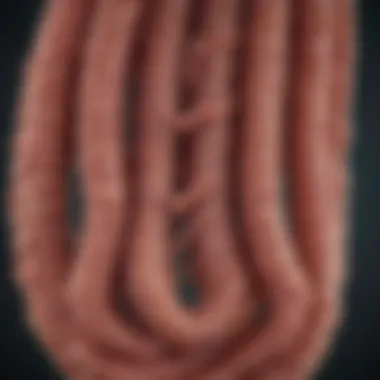 Graph demonstrating symptoms of intestinal worm infestations