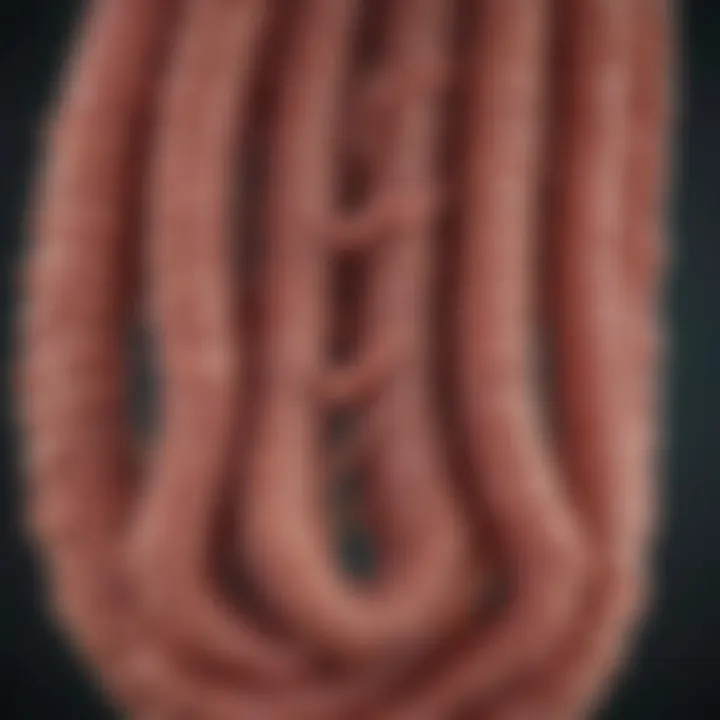 Graph demonstrating symptoms of intestinal worm infestations