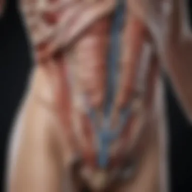 Anatomy of Portacath Placement An anatomical illustration of a portacath placement demonstrating optimal access points.
