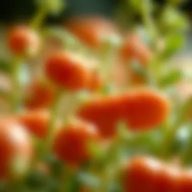 Exploring Sources of Prebiotics: An In-Depth Analysis Summary