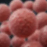 Morphological characteristics of Streptococcus pneumoniae highlighting its cocci shape.
