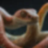 Diagram illustrating the components of snake venom and their biochemical interactions.