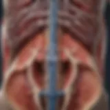 Anatomical diagram showcasing the relationship between the lower back and kidneys