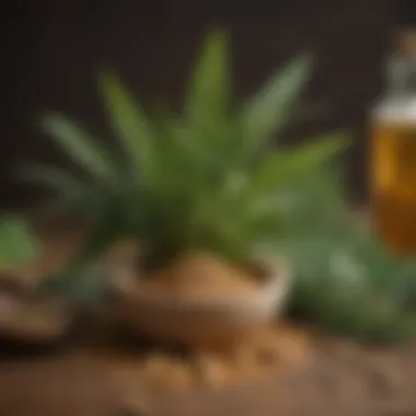 Health Benefits of Tongkat Herb in Modern Wellness An infographic illustrating the health benefits and applications of the tongkat herb in modern wellness.