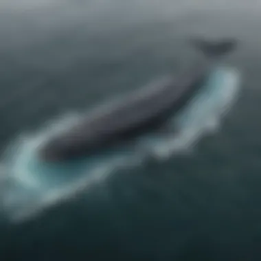 The migratory route of the Greenland whale mapped across the Arctic