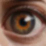 Detailed diagram of the ocular surface anatomy