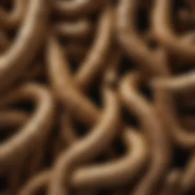 Textural Diversity of Ginger Roots A close-up view of ginger roots showcasing their texture and unique appearance