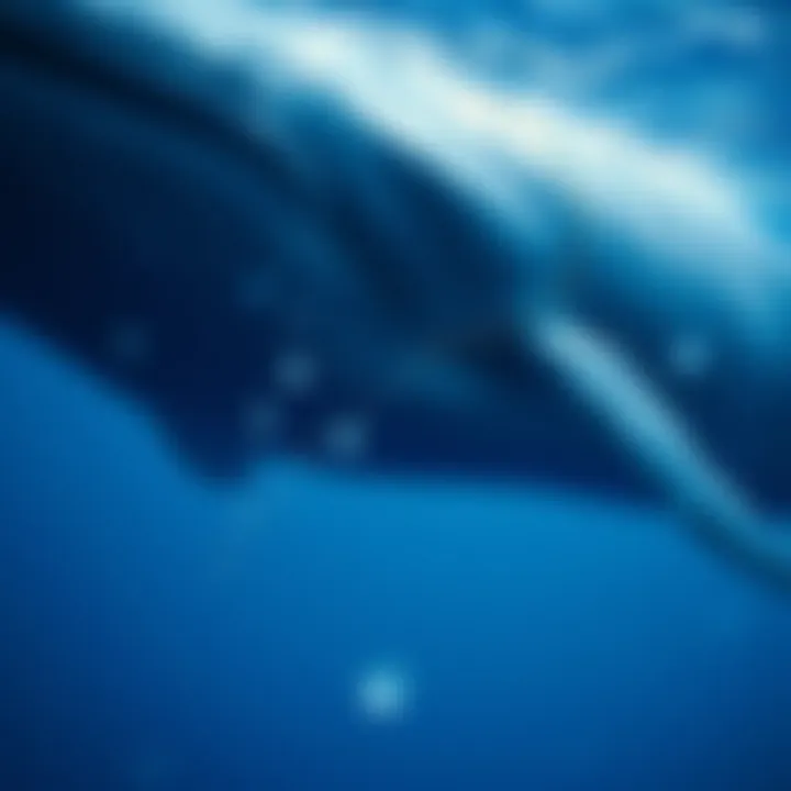 Mapping the migratory routes of blue whales in the Southern Ocean