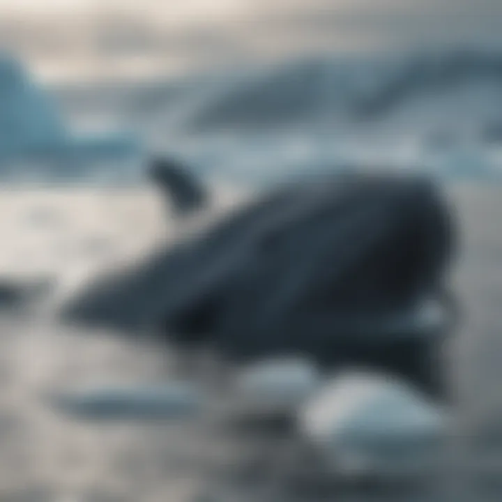 A Greenland whale swimming gracefully in icy waters