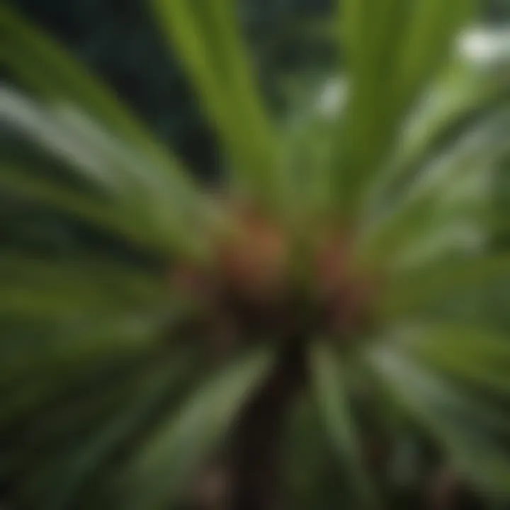 An illustration depicting the benefits of saw palmetto for health