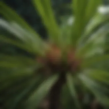 Health Benefits of Saw Palmetto An illustration depicting the benefits of saw palmetto for health