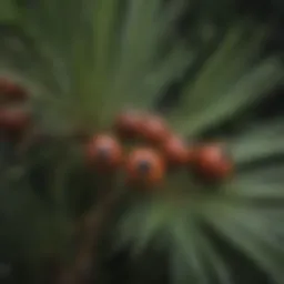 A close-up of saw palmetto berries on a plant