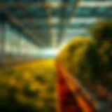 Illuminated Greenhouse with LED Technology LED lights illuminating a greenhouse