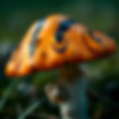 Distinctive Striped Cap of Tiger Sawgill Mushroom A close-up view of the tiger sawgill mushroom showcasing its distinct striped cap.