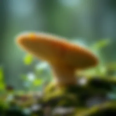 Ecological Benefits of the Tiger Sawgill Mushroom An artistic depiction showcasing the ecological benefits of the tiger sawgill mushroom.