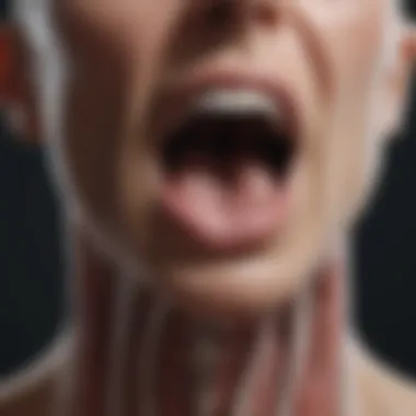 Anatomy of the Vocal Folds Illustration of throat anatomy highlighting vocal folds