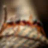 Understanding Biting Ants: Behavior, Biology, and Implications Introduction