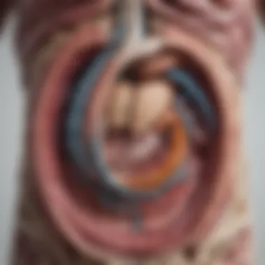 Anatomy of the Digestive System An anatomical diagram illustrating the digestive system