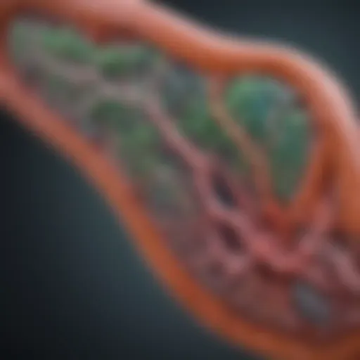 Detailed diagram of Helicobacter pylori structure