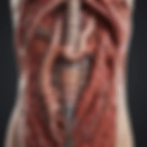 Illustration of the gastrointestinal tract highlighting areas prone to bleeding