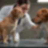 A vet examining a dog with diabetes