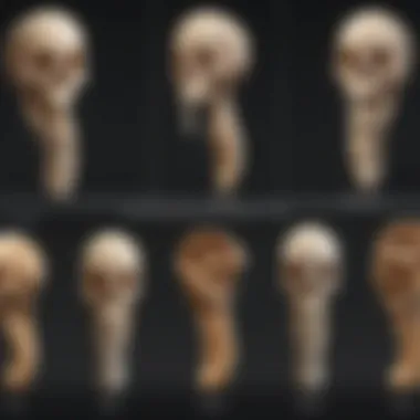 Bone Density Variations Over Time Graph depicting bone density variations