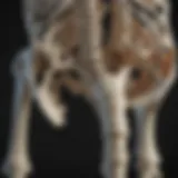 Skeletal structure showcasing various bone types