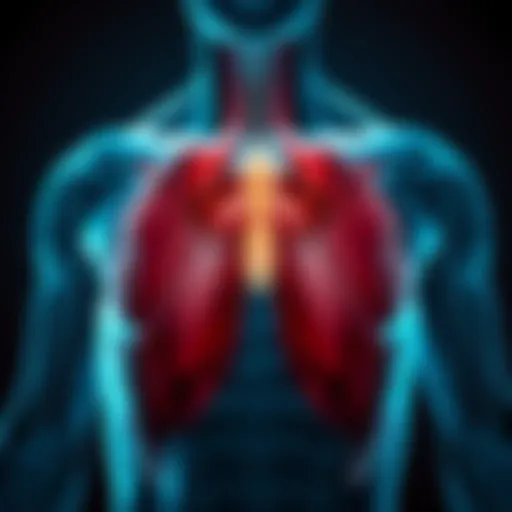 Anatomy of Chest Muscles Illustration depicting the anatomy of chest muscles