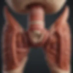 Illustration depicting the digestive system highlighting areas affected by loose stools